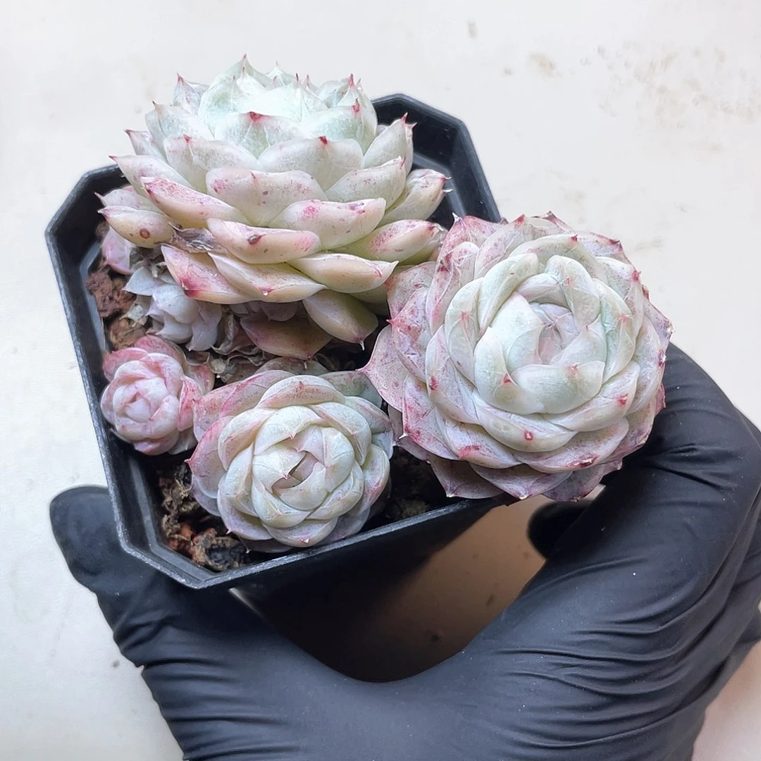 优选77号女王9382