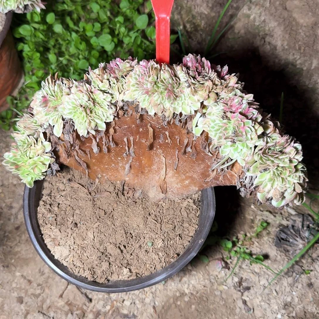4108荔枝缀化多肉