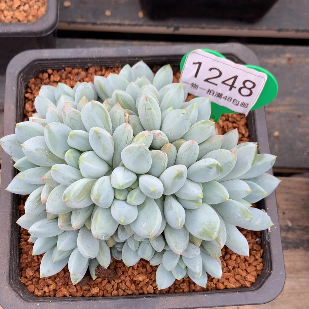 宽叶奶糖无砍平头1248