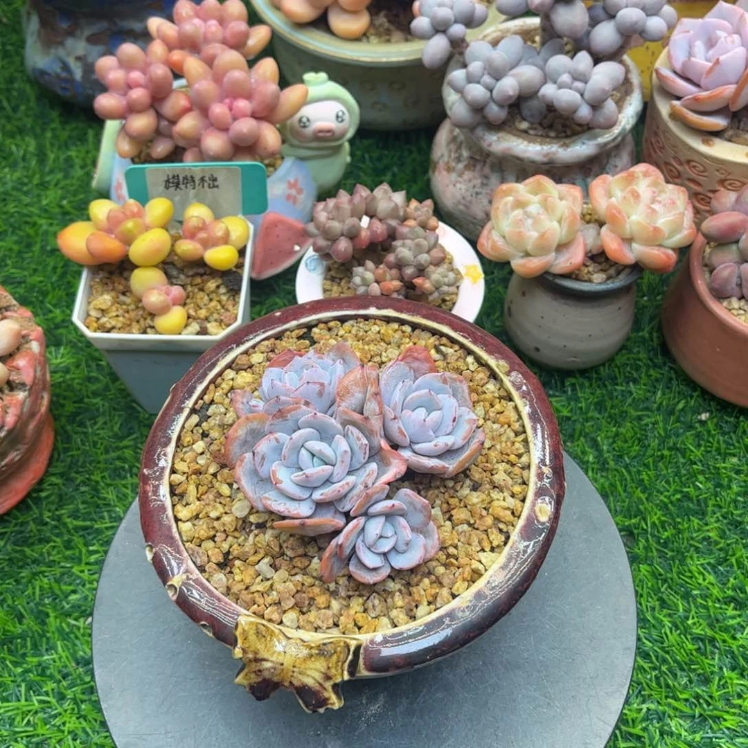 张**?lo e kun o o kun d