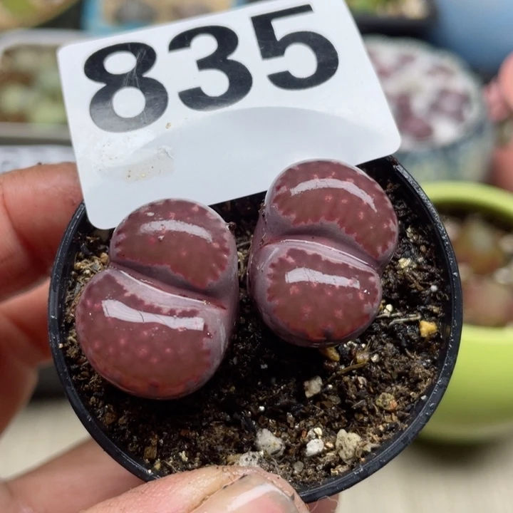 835紫饼干母本带盆