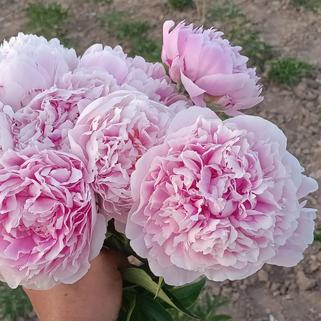 重瓣芍药沙拉花苗10芽左右
