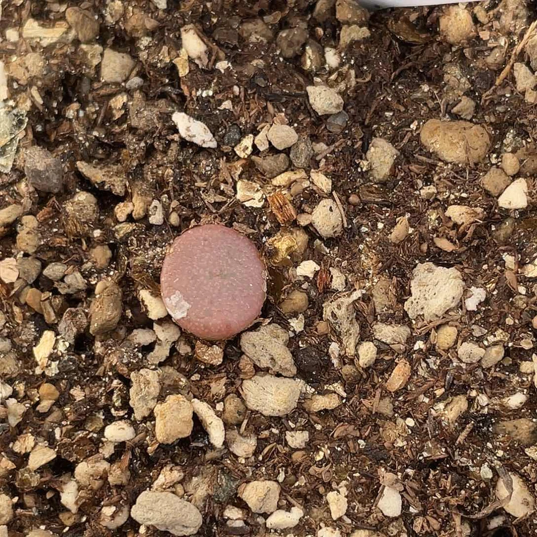 14-83猪鼻子多肉植物