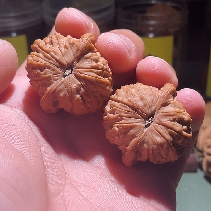 37头货正桩满肉血麒麟
