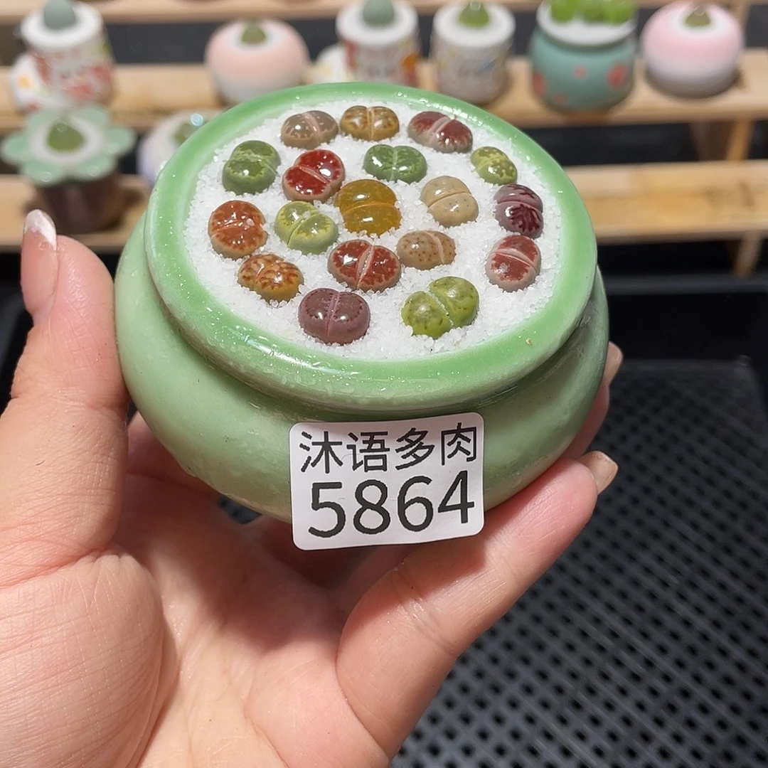 带盆土植物 一物一拍5864