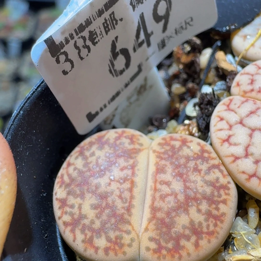 Sssss精品生石花649