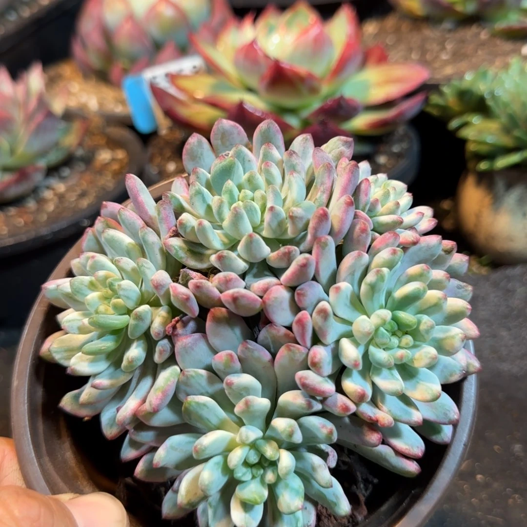 蓝精灵锦惊鸿一物一拍包装收缩花旱