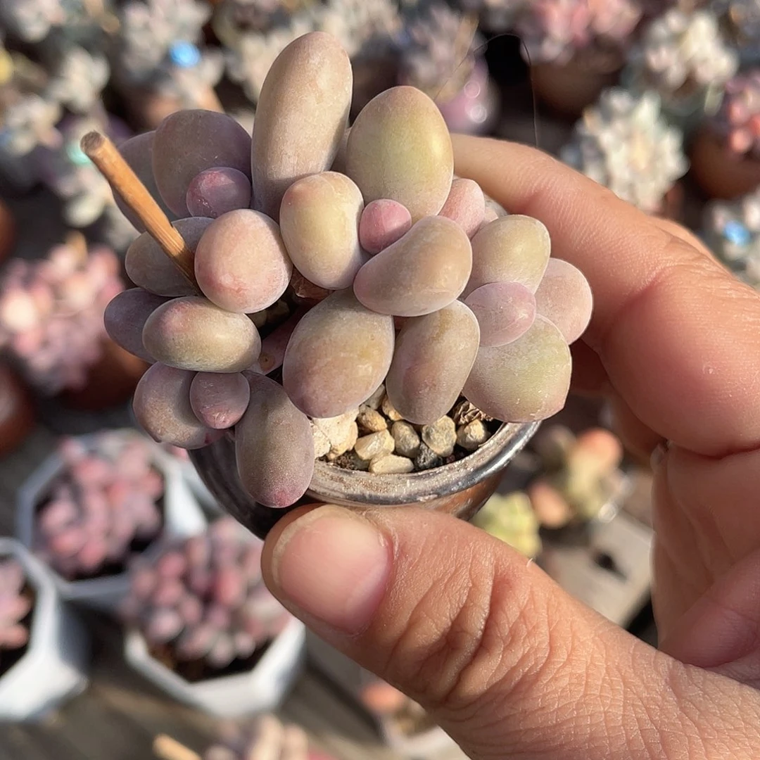 芒果奶酪 4口盆 脱土发货