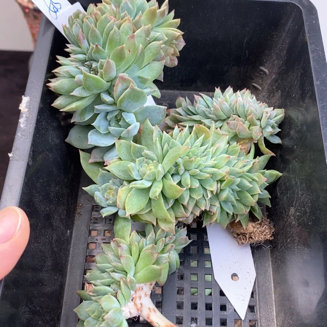 冰魄琥珀缀四颗小树一组