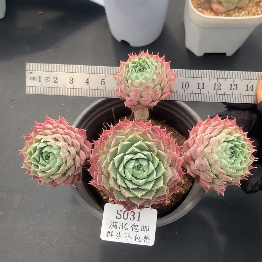 朱砂痣四头带盆土发货冠服12