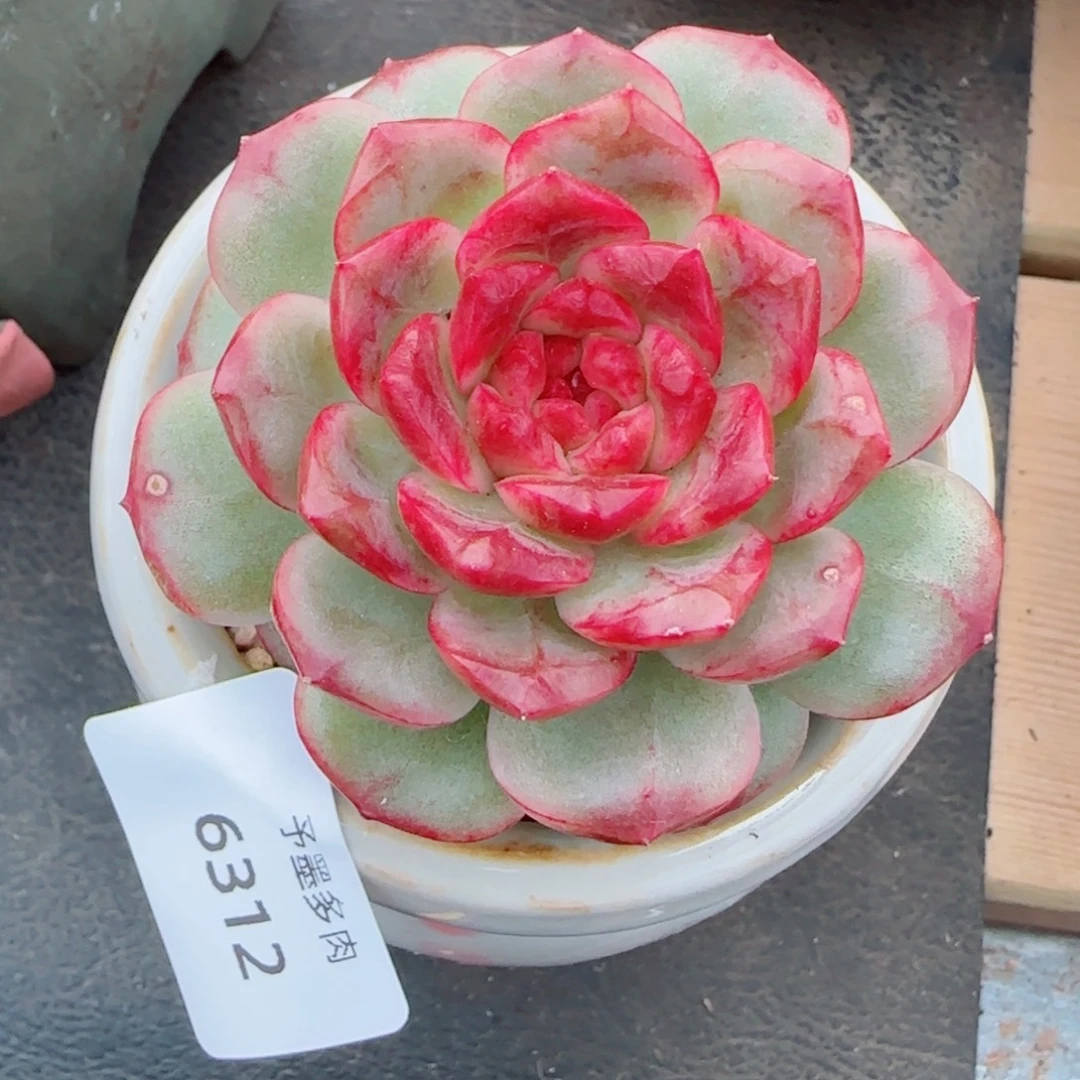 雪色玛丽，6312多肉植物