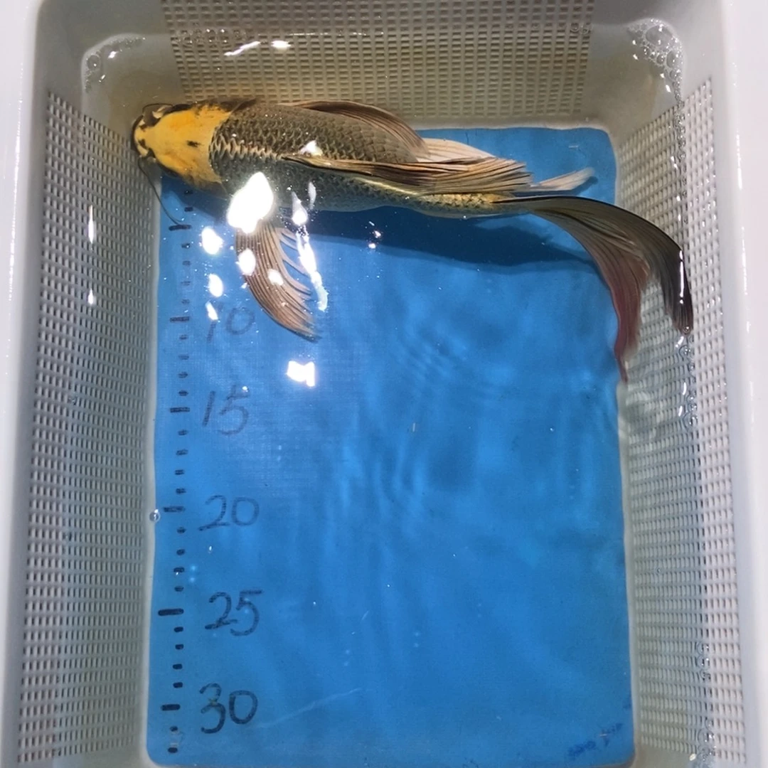 锦鲤锦鲤包邮包售后