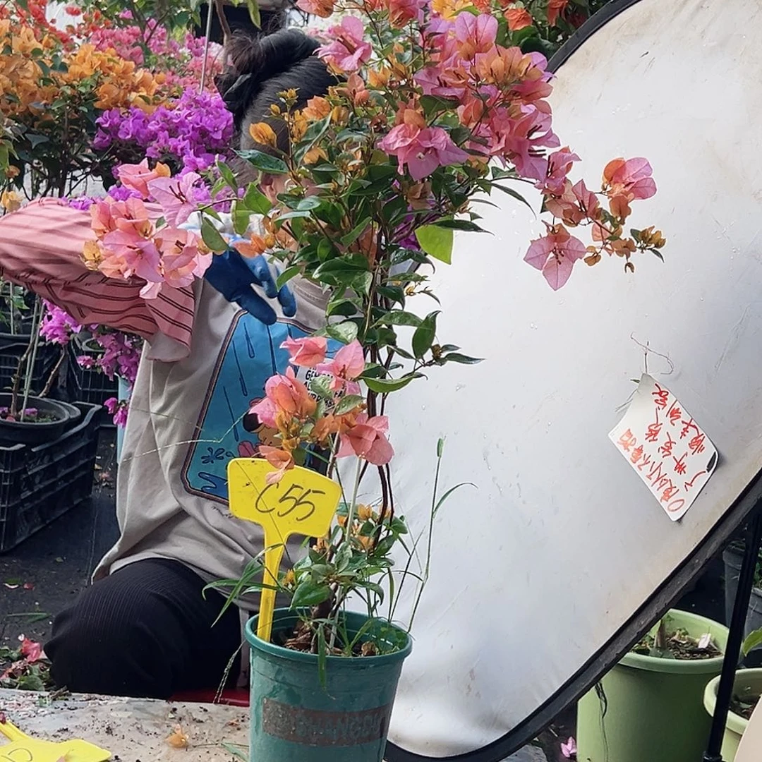 李***儿大部分花苞少量开放C55金发