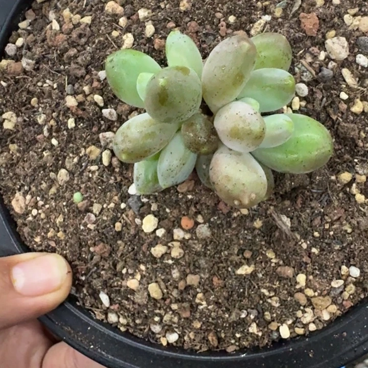 法力达 3头 一物一拍