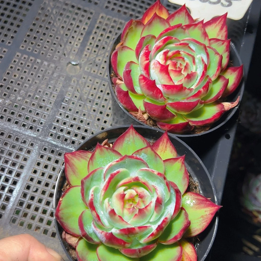 惊鸿仙子两颗3055号