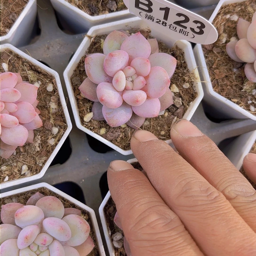 B123半夏一物一拍