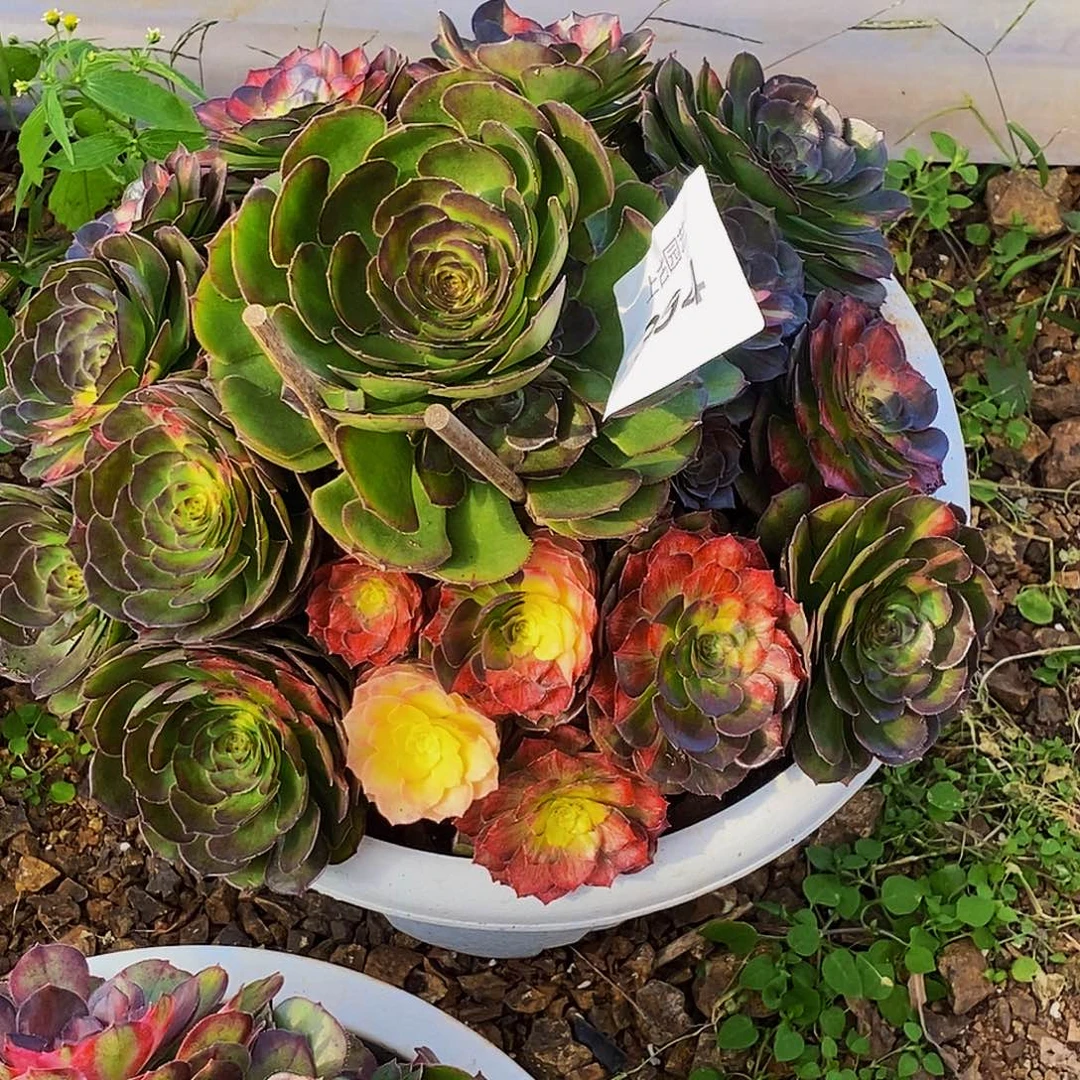 吖***！上古园艺多肉法师394