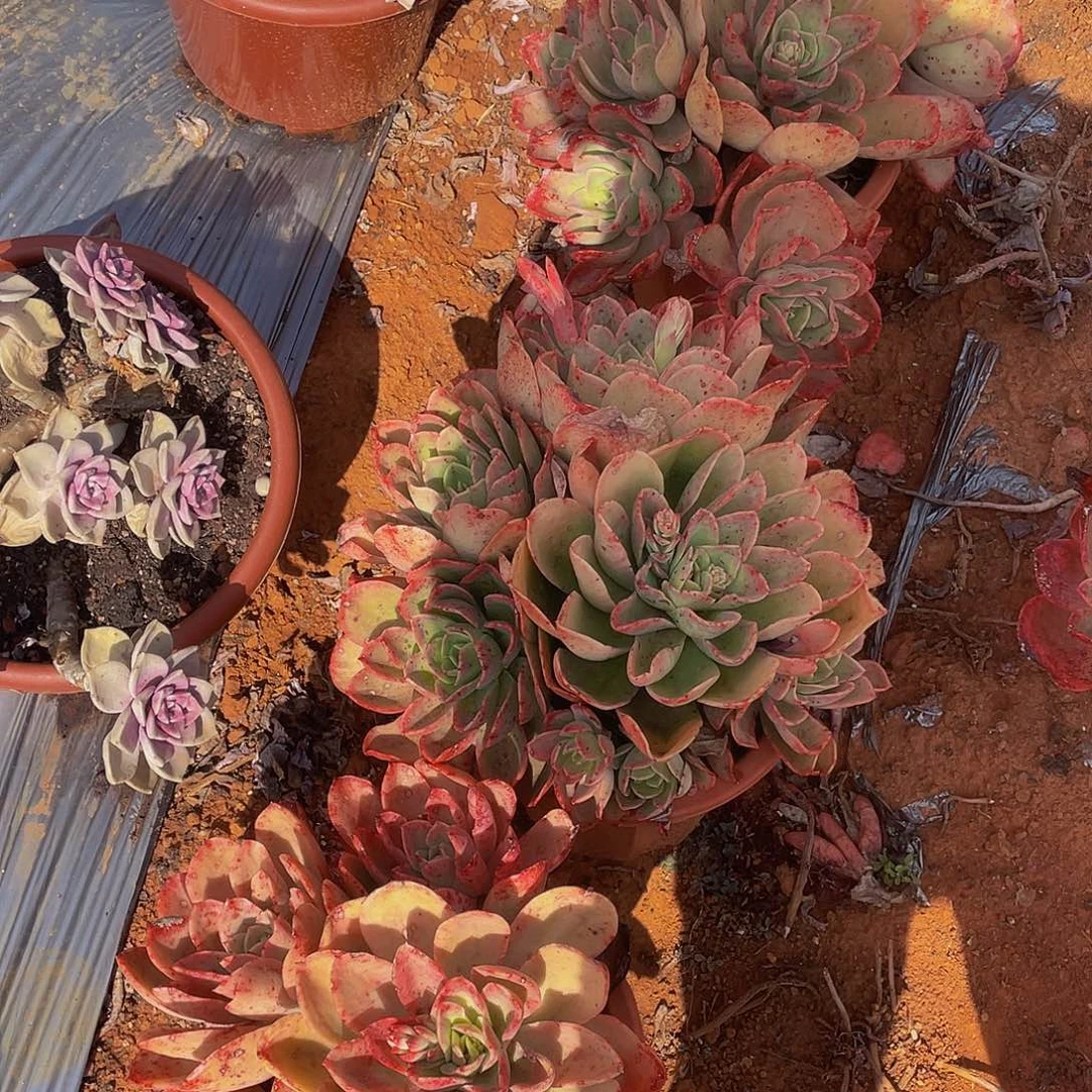 金辉多头50多肉，叶片有冰雹痕迹