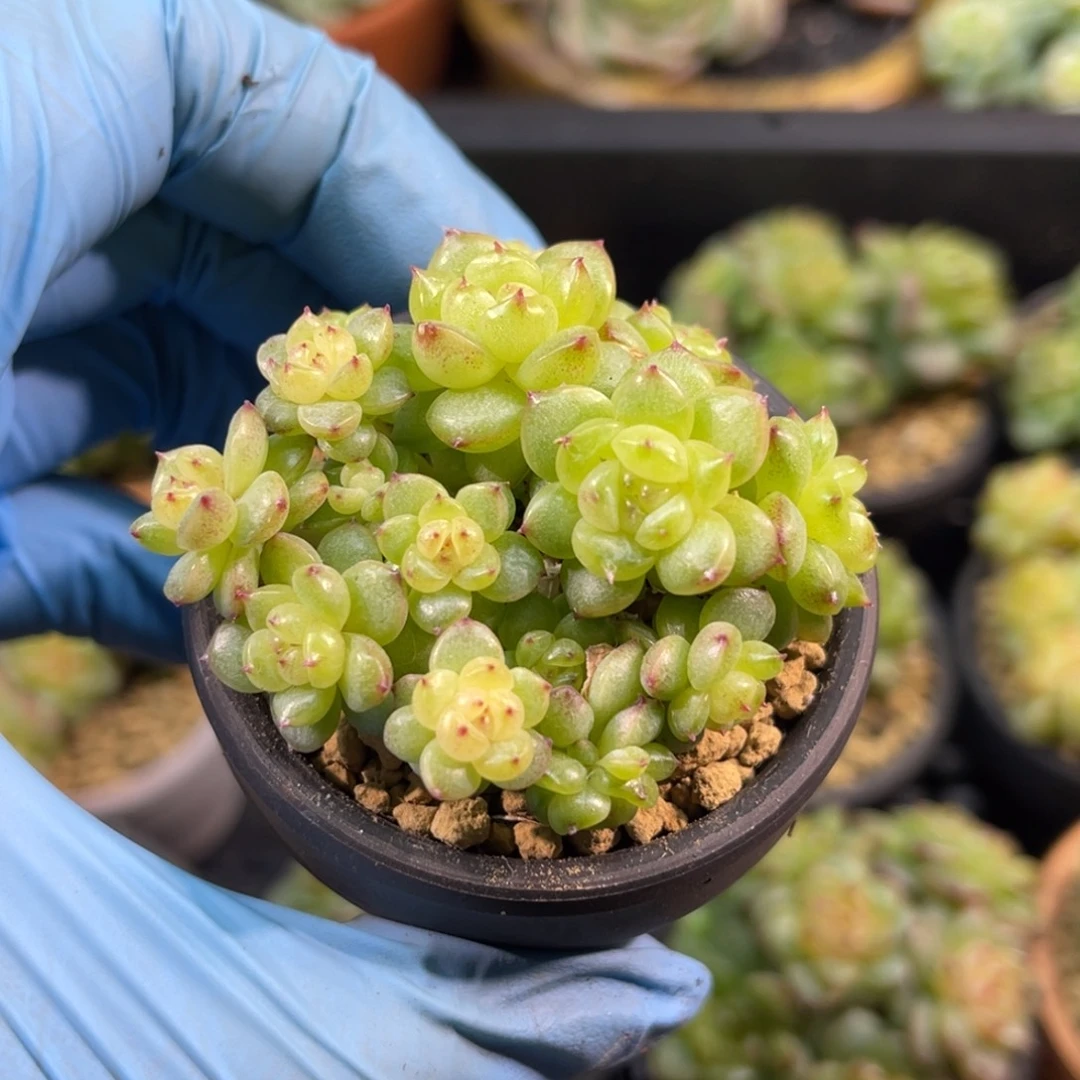 灯泡小群 带陶瓷盆