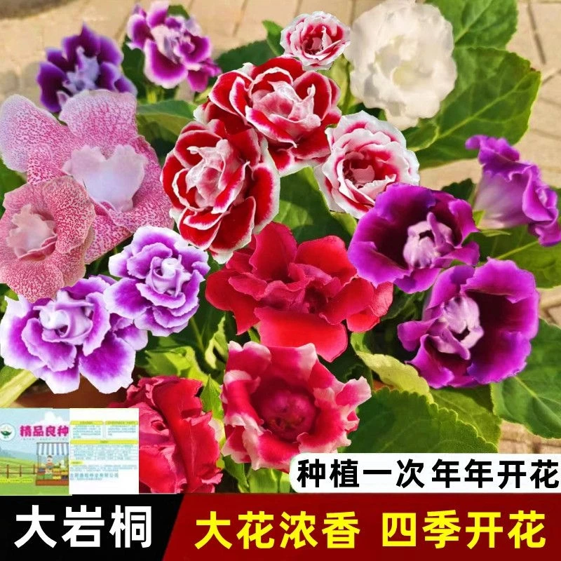 （大岩桐花种子重瓣芙蓉花种子四季播种室内外阳台盆栽观赏花草种