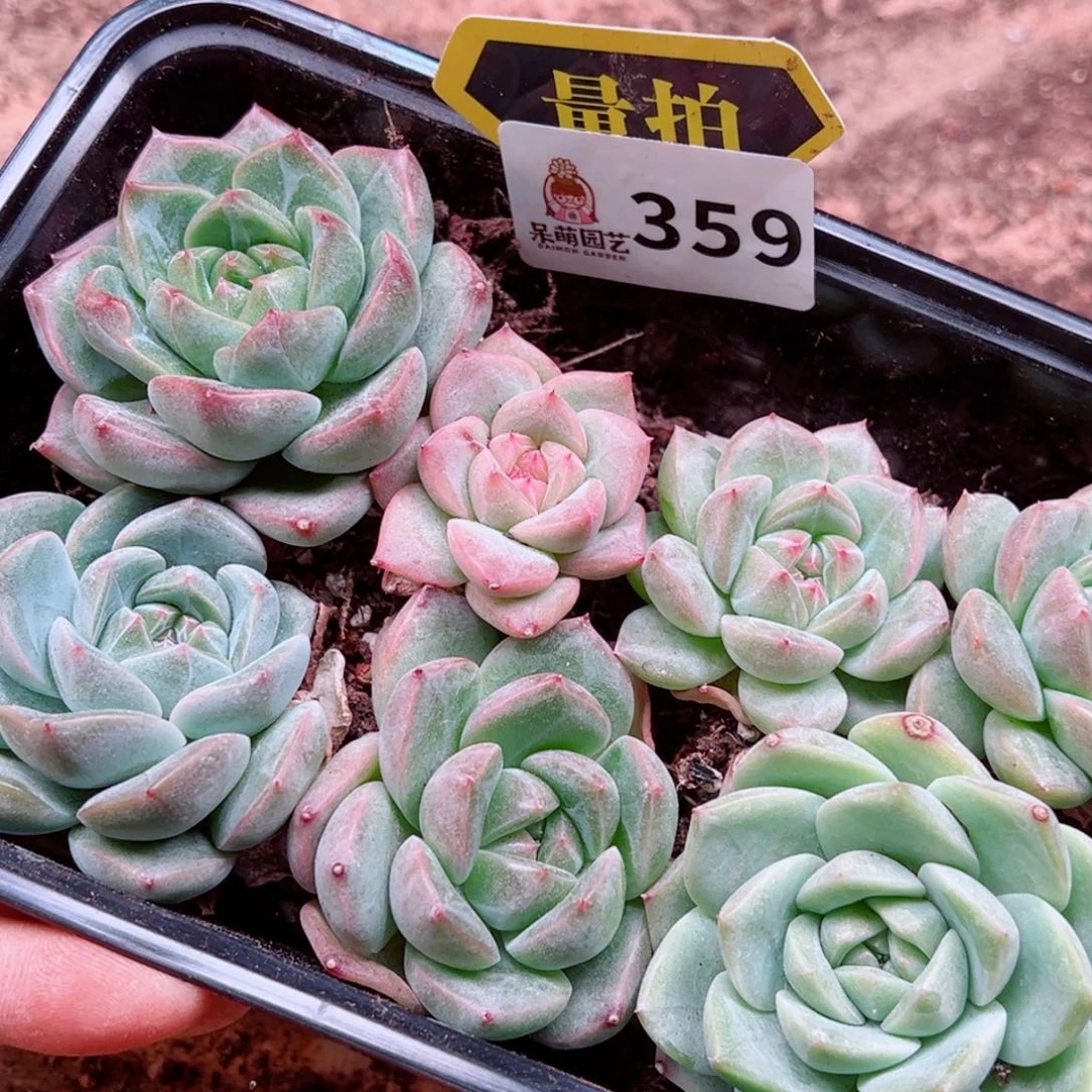 当前无花朵，栽培后可花朵