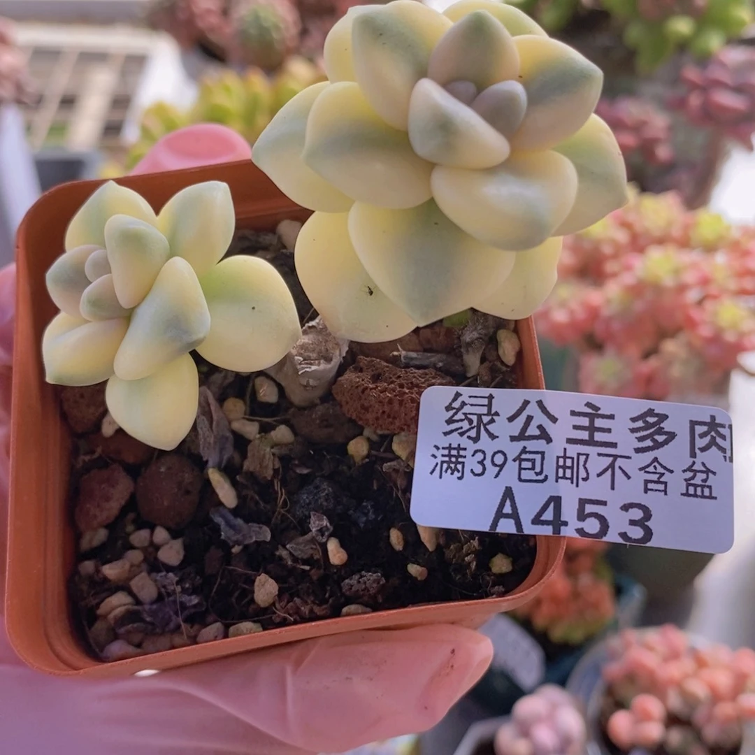 美杏锦有砍453多肉丸