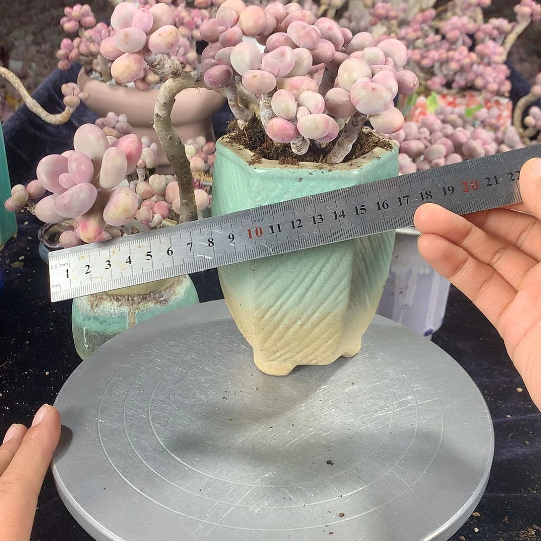 木*20号带盆分开发偏远地区不包邮的