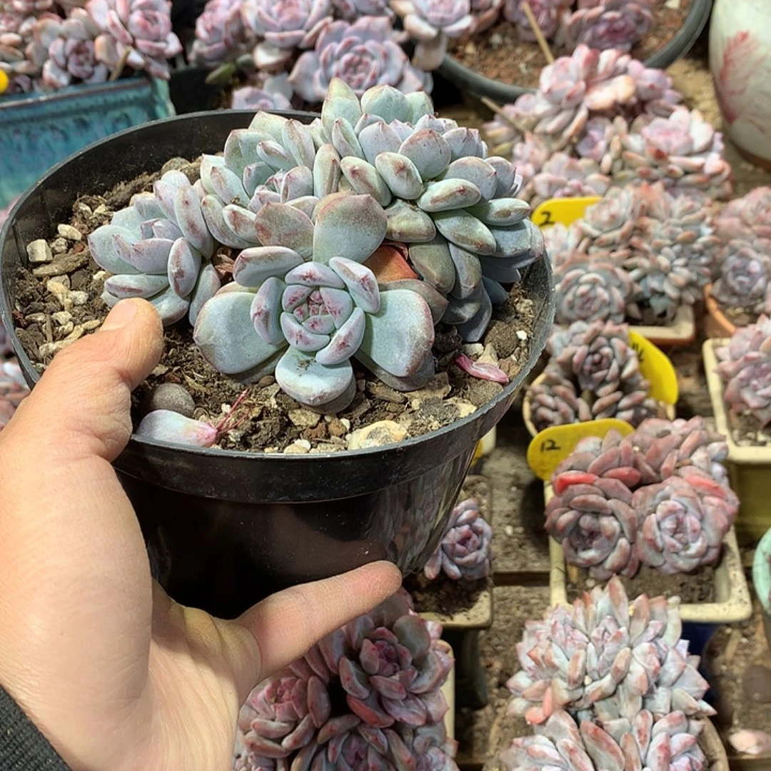朵朵缀哈哈哈哈哈哈哈哈，