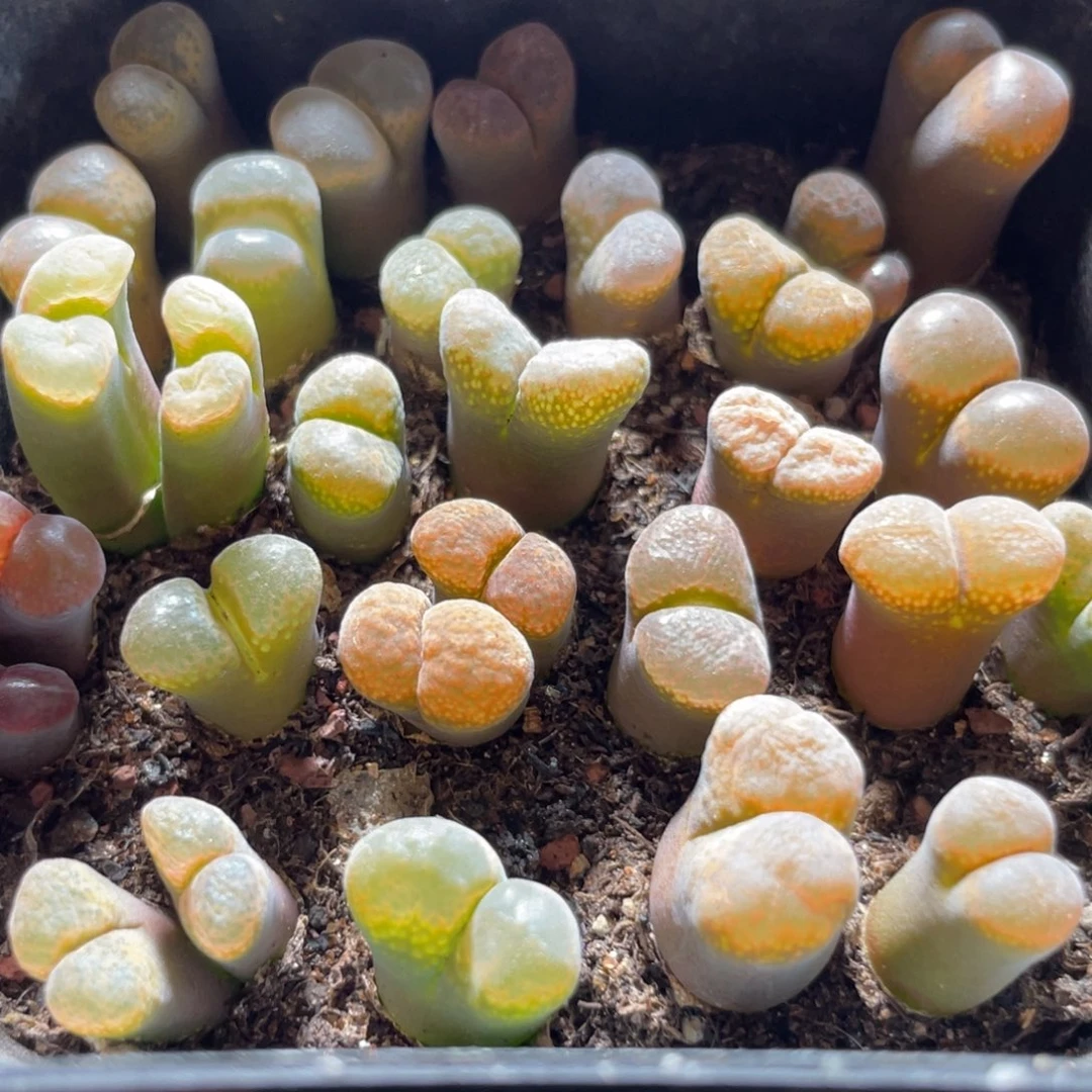 今晚大盆特价更新～34