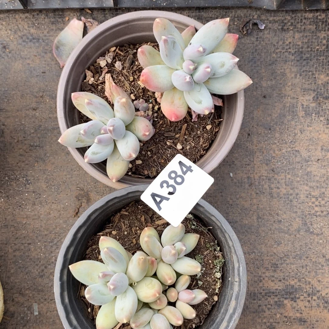 384星空美人一物一拍