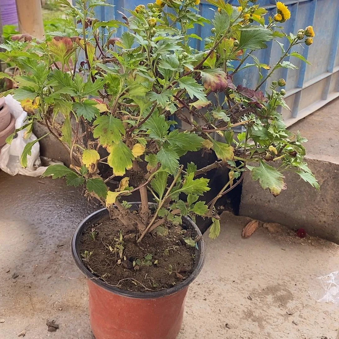 雨***一完全开放盆景菊花菊花