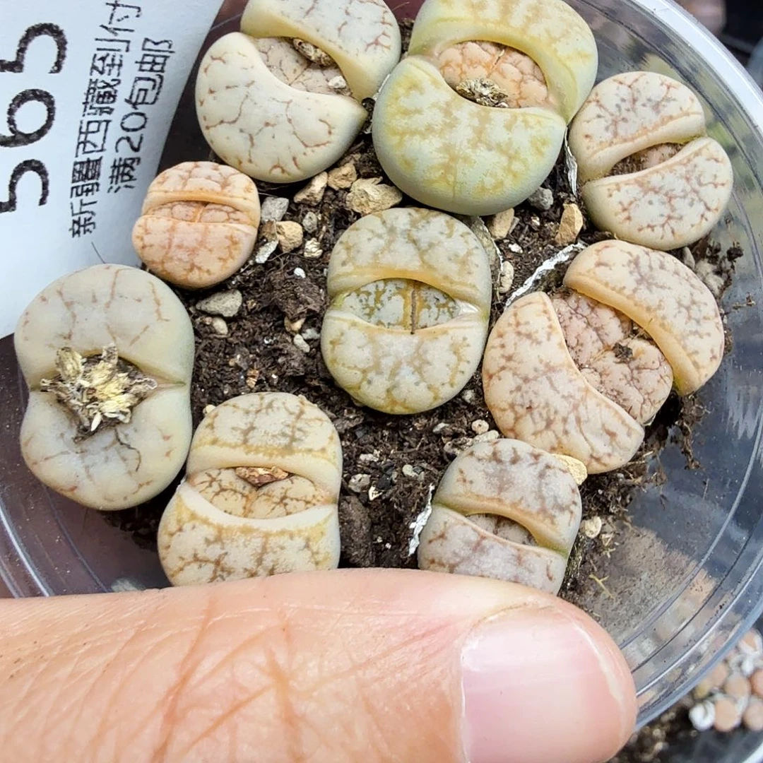 这个点睡一回是为了睡懒着啊565好