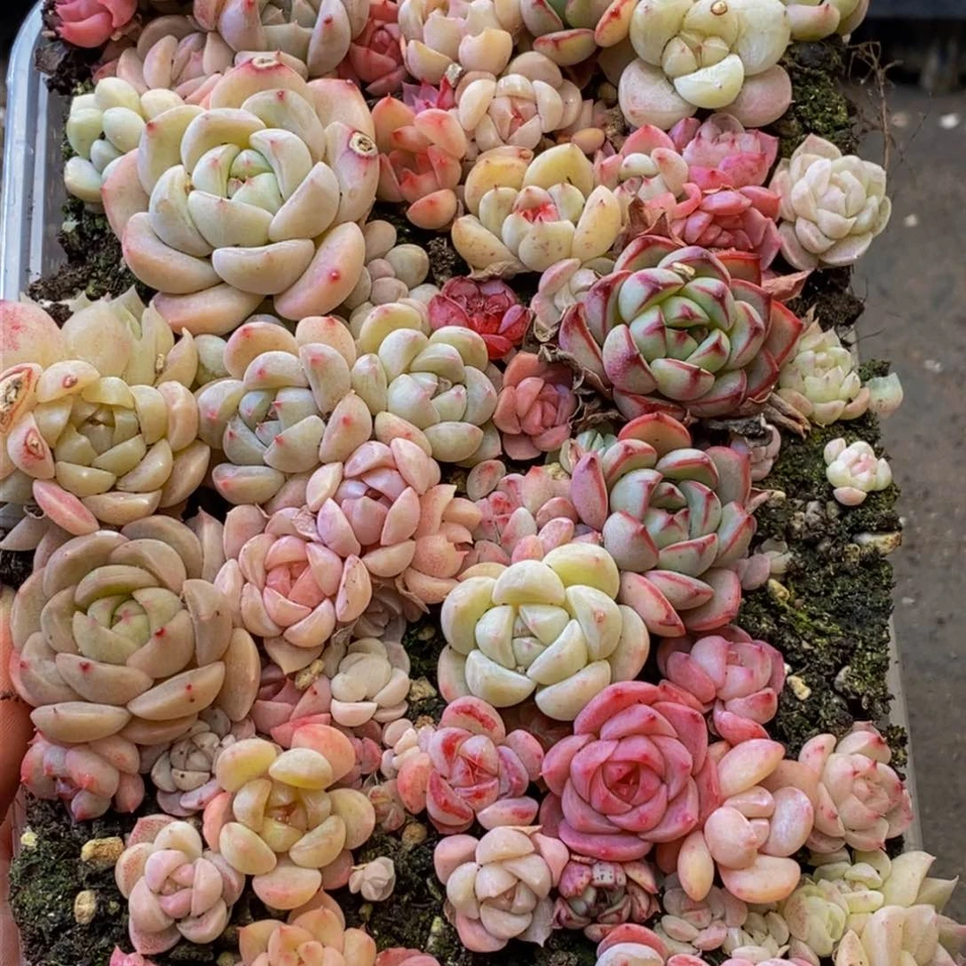 132多人在一起的日子