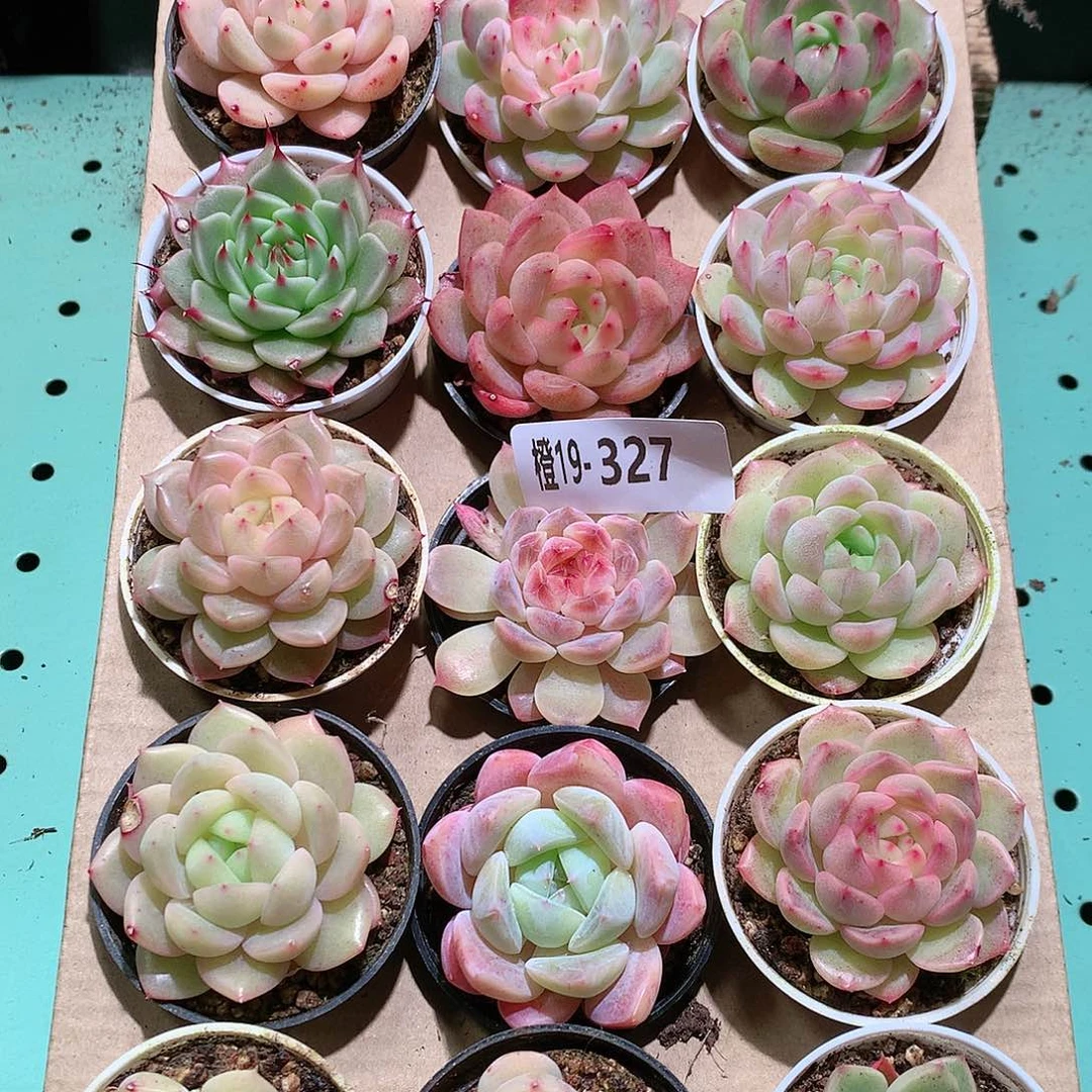 19-327一物一拍带盆18颗