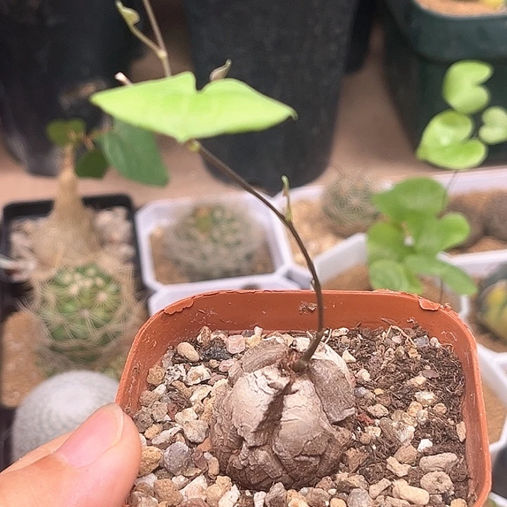 特价盆养龟2.7cm带盆发货