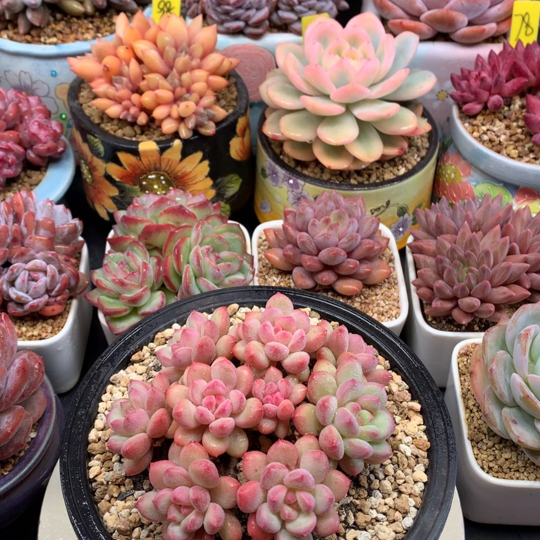 我们家的小姐姐们