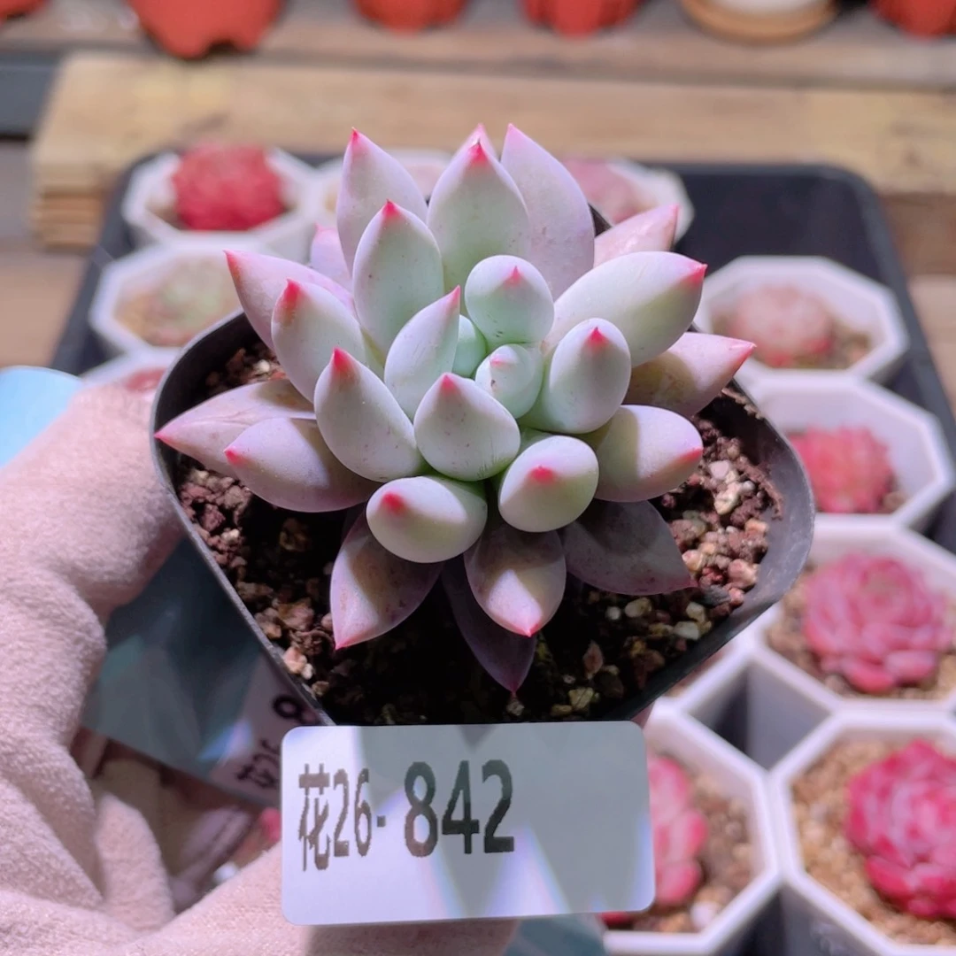 花利美26-842奶瓶