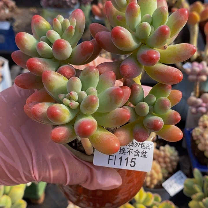 派大星10cm115多肉植物