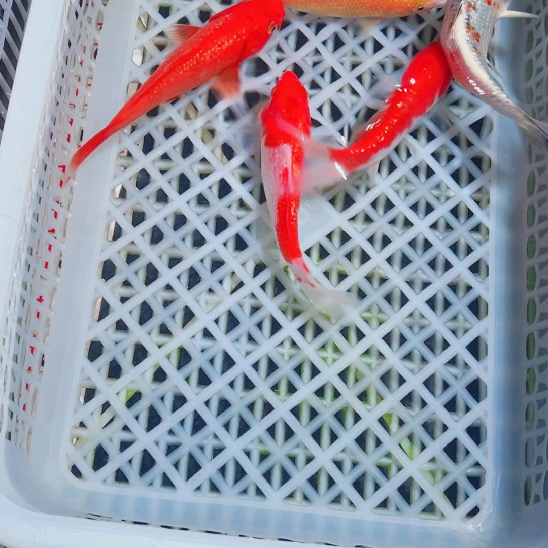 锦鲤锦鲤观赏鱼1111