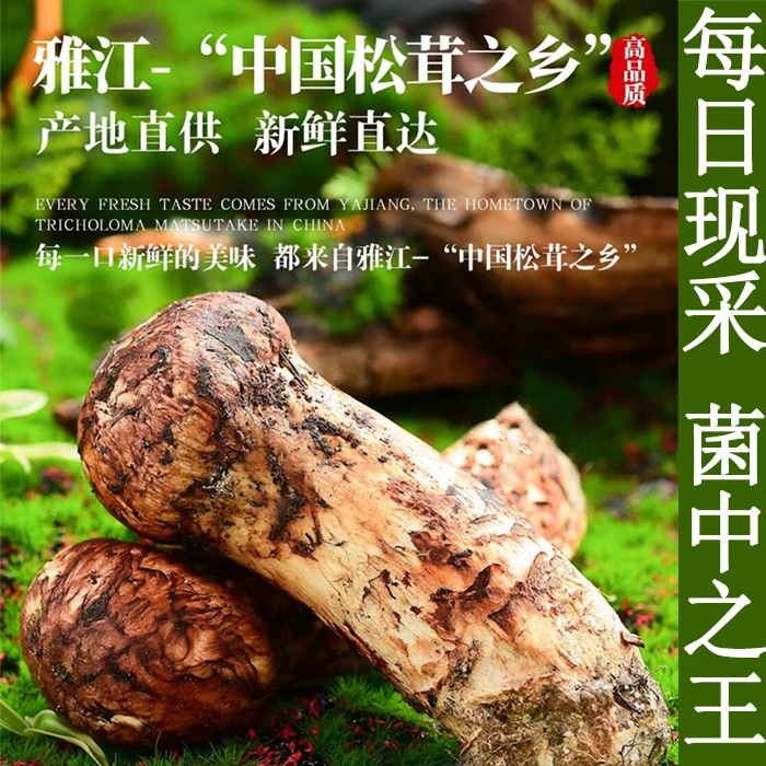 四川雅江松茸当日采当日发新鲜顺丰空运送货上门非香格里拉小金货