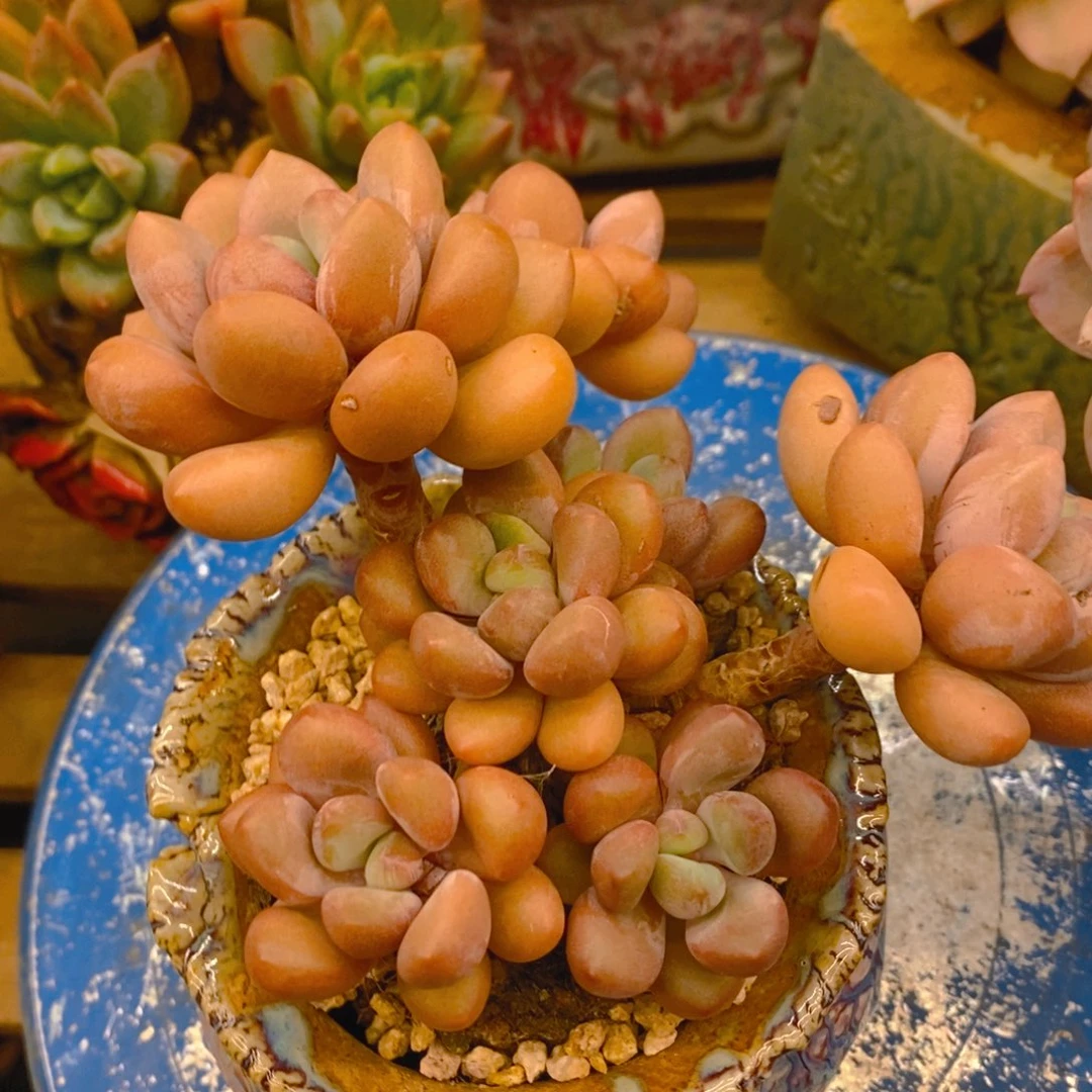 芒***妃多肉植物肉肉植物