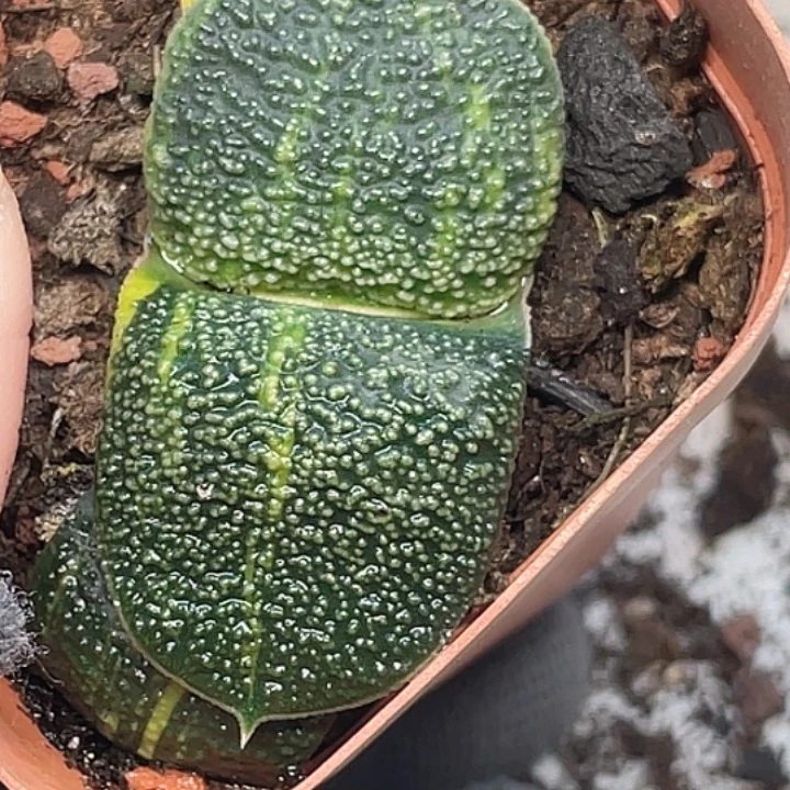 一物一拍竞拍福利拍