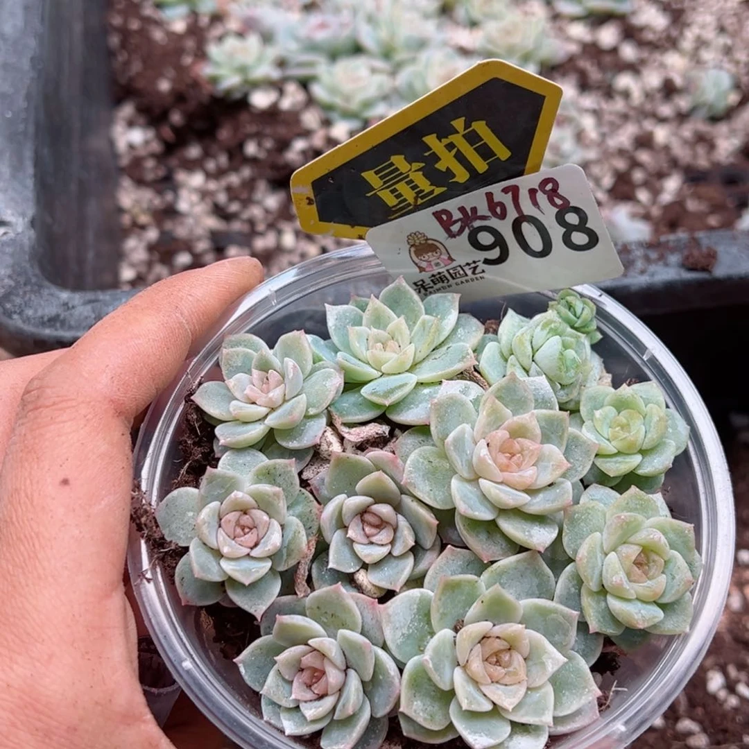 多肉植物多肉植物