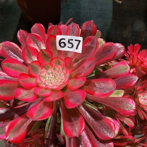 红同白657脱土发货