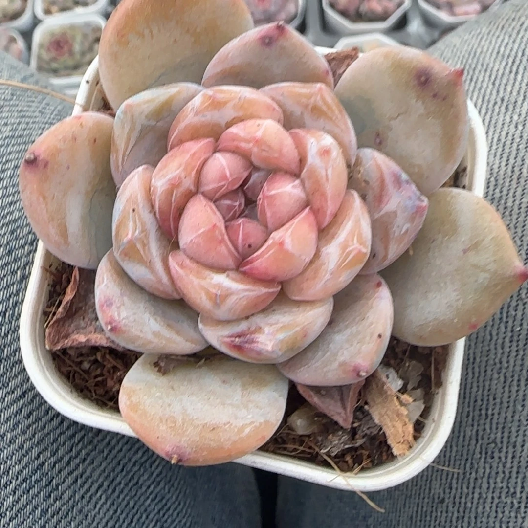 多肉小卡拉米糖心一物一拍