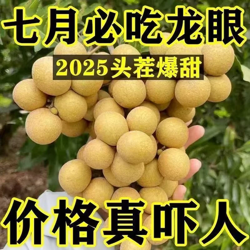 【顺丰冷链】广东茂名高州石硖龙眼
