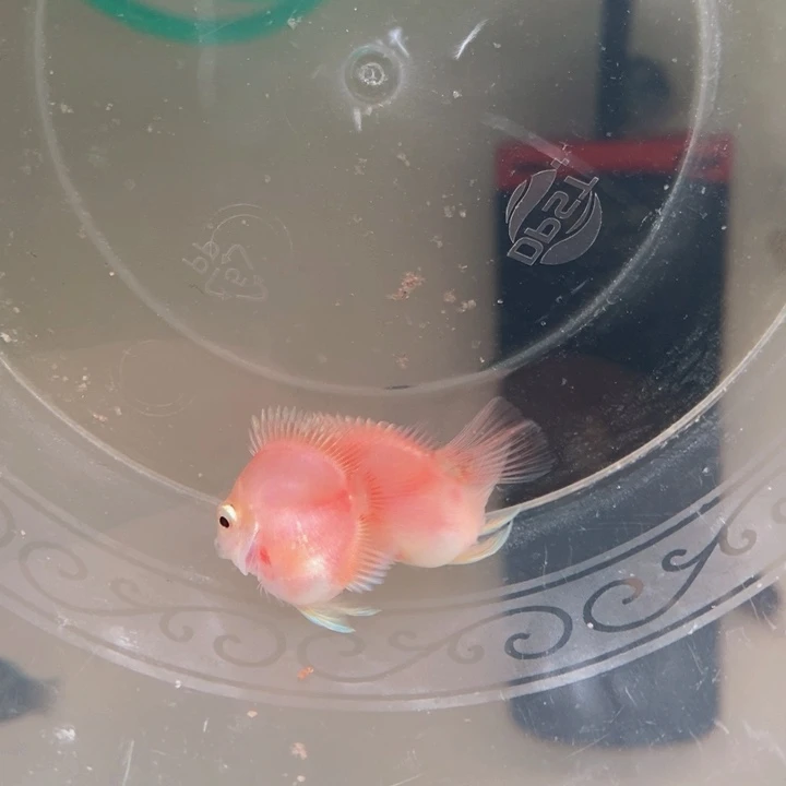 鹦鹉鱼小体桃心胭脂粉一对包基因一赔三