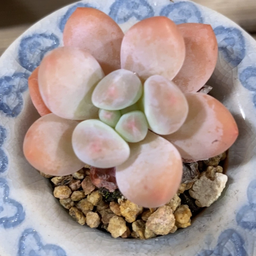 一物一拍精品多肉_