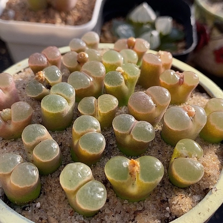 熊猫磁铁一颗    买2送1