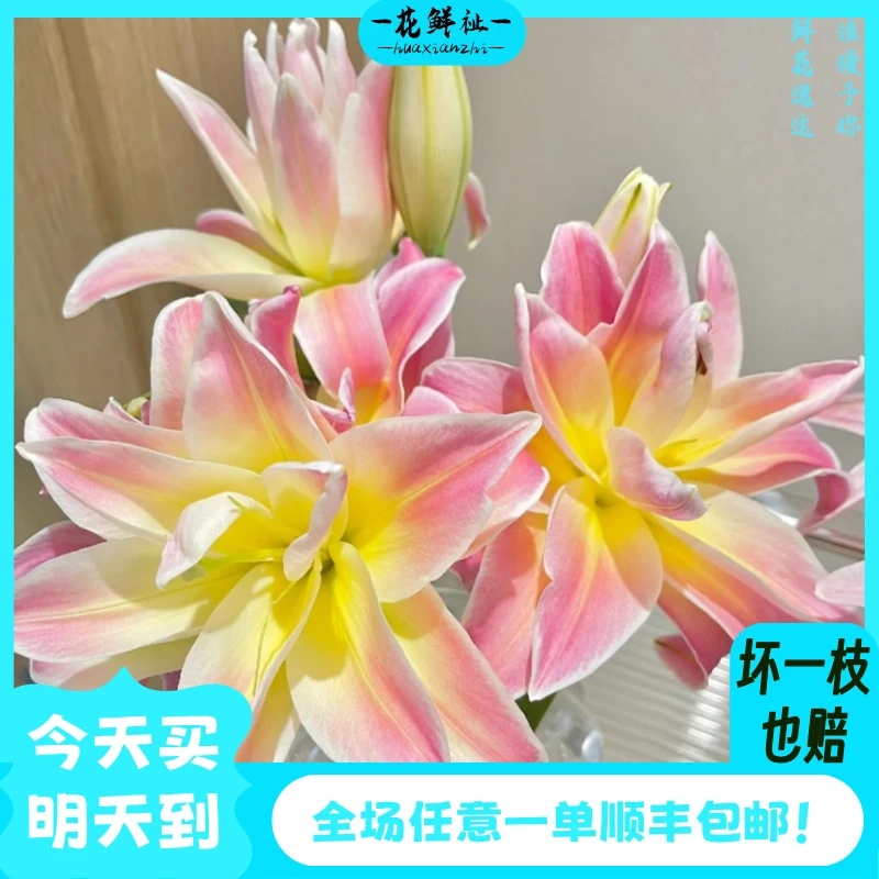 花鲜祉【彩虹糖重瓣香水百合3枝】全场任意一单顺丰包邮次日达